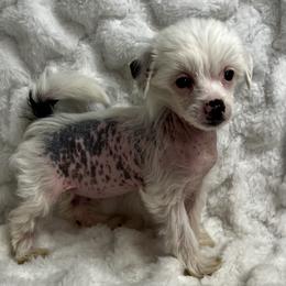 Chinese Crested Puppies from JJ’s Pawz and Clawz