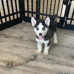 Onyx boy 3 - Black and white male Siberian Husky puppy in Ocala, Florida from Florida Husky Puppies