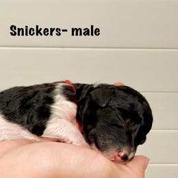 Snickers - Phantom male Goldendoodle puppy in Milford, Pennsylvania from Doodles Are Golden