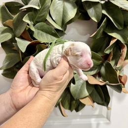 Denali - Parti female Goldendoodle puppy in Mesa, Arizona from Twinkle MiniDoodles