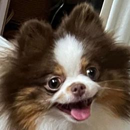Sweet Pea - Chocolate and tan parti female Pomeranian puppy in Gainesville, Texas from Pomtastic Pomeranians