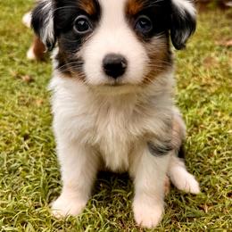 Blue Merle girl - Blue merle female Toy Australian Shepherd puppy in Oklahoma City, Oklahoma from Faith River Aussies