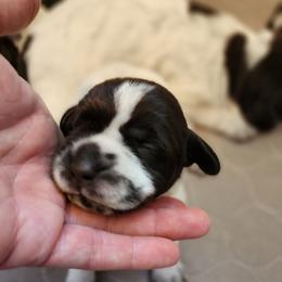 Girl 4 - Brown and gray female Wirehaired Pointing Griffon puppy in Emmett, Idaho from Idaho Wirehaired Pointing Griffons