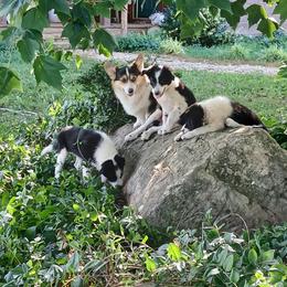 Border Collie and Pembroke Welsh Corgi Puppies from Cedar Springs Corgis/Border collies