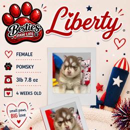 Liberty - Red and white female Pomsky puppy in Spring Hill, Florida from Besties Paw Life