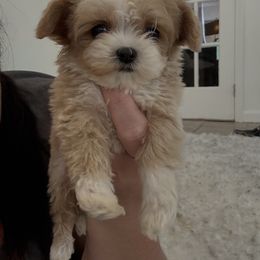 Goldendoodle, Maltipoo, and Yorkipoo Puppies from Doodle Pups Fur-Ever