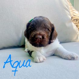 Girl 4 - Labradoodle puppy in Cedar City, Utah from Doodles Playground
