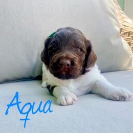 Girl 4 - Labradoodle puppy in Cedar City, Utah from Doodles Playground