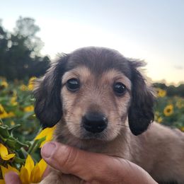 Dachshund puppies from Knollbrook Farm