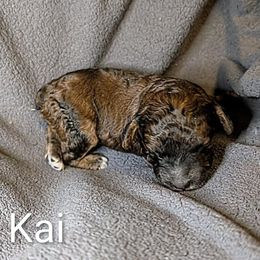 Kai - Brown male Cockapoo puppy in Sunset, Louisiana from Cano Cockapoos