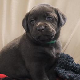Cocoa - Chocolate male Labrador Retriever puppy in Camden, Indiana from Camden's Caring Canines