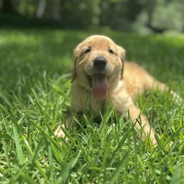 Golden Retriever Puppies from Magnolia Farm