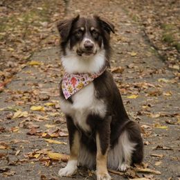Ember - Australian Shepherd