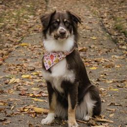 Ember - Australian Shepherd