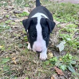 Bull Terrier Puppies from Lynn Hill Bull Terriers