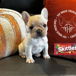 Skittles - Cream female French Bulldog puppy in Salem, Oregon from Toy House Frenchies
