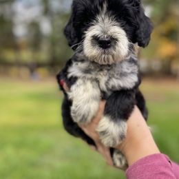 Me Good Health - Black and white Portuguese Water Dog puppy in Grants Pass, Oregon from Rogue River Portuguese Water Dogs