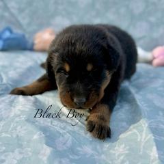 Black - Black and rust male Beauceron puppy in Floyd’s Knobs, Indiana from Birdwing Beaucerons