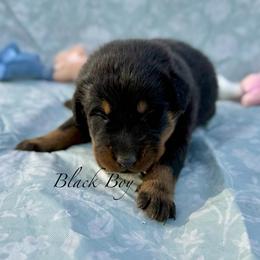 Black - Black and rust male Beauceron puppy in Floyd’s Knobs, Indiana from Birdwing Beaucerons