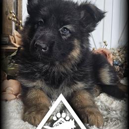 Ivy - Black and red female German Shepherd puppy in Sequim, Washington from German Shepherd Haus