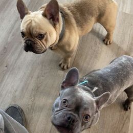 French Bulldogs from Midwest mafia kennels LLC