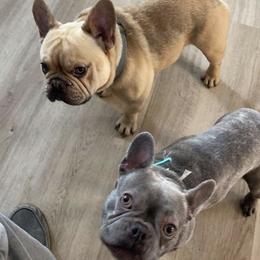 French Bulldogs from Midwest mafia kennels LLC
