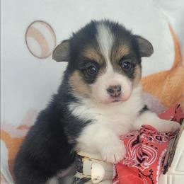 Mango bandana girl - Black and tan female Pembroke Welsh Corgi puppy in Cherokee, Oklahoma from MCS Farms-OK