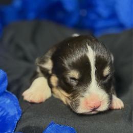 Jaq - White and black male Pembroke Welsh Corgi puppy in Valley, Washington from Corgis of the Mountain Valley