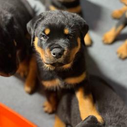 Hail - Black and mahogany male Rottweiler puppy in Crothersville, Indiana from The Solid Rock Kennel
