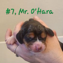 Mr Ohara - Black brown and white Basset Hound puppy in Greenleaf, Idaho from Happy Acre Bassets