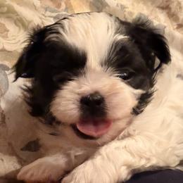 Girl 1 - Black and white female Shih Tzu puppy in Peoria, Arizona from Jodi’s Shihtzus