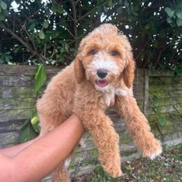 Juliet (Salmon Collar) - Cream female Goldendoodle puppy in Palmetto Bay, Florida from SOMIDOODLES