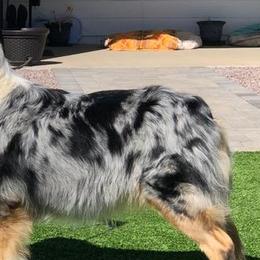 Dream - Australian Shepherd