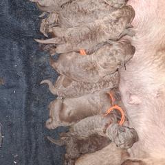 Red - Brown female Chesapeake Bay Retriever puppy in Michigan from Blackwood Chesapeakes