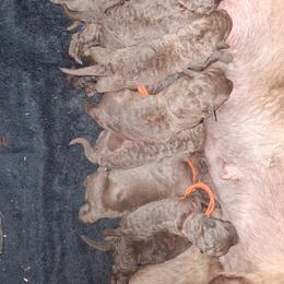 Red - Brown female Chesapeake Bay Retriever puppy in Michigan from Blackwood Chesapeakes