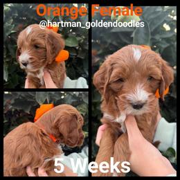 Orange - Red  female Goldendoodle puppy in Upland, California from Hartman Goldendoodles