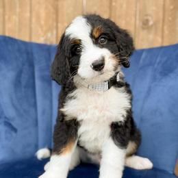 Hook - Tri-color male Bernedoodle puppy in Bellville, Ohio from Bernedoodle Buddies