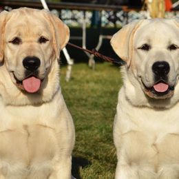 Labrador Retrievers from Joan Burroughs' Labrador Retrievers