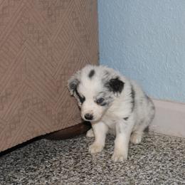 Domino - Light Blue collar - Slate merle male Border Collie puppy in Crawfordsville, Indiana from Rescued Dreams Border Collies