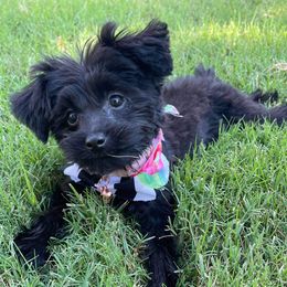 Poodle, Yorkipoo, and Yorkshire Terrier Puppies from Yorkie Oodle Doodle