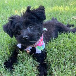Poodle, Yorkipoo, and Yorkshire Terrier Puppies from Yorkie Oodle Doodle