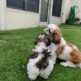 Shih Tzu Puppies from Willow Lane Shih Tzus