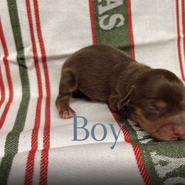 Boy 2 - Chocolate male Dachshund puppy in New Braunfels, Texas from Wurst Doxies