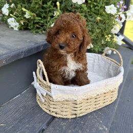 Gina - Red female Cavapoo puppy in Bozrah, Connecticut from Cedar Creek Farm