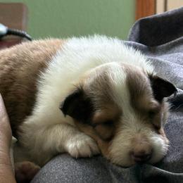 Laird Siobhad (Shi-vawn) (God is Gracious) of Faith - Sable and white male Collie puppy in Citra, Florida from Faith Rough Collie’s