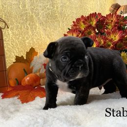 English Bulldog and French Bulldog Puppies from Jones Bulldogs