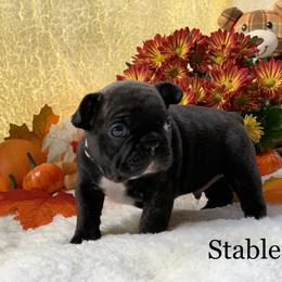 English Bulldog and French Bulldog Puppies from Jones Bulldogs