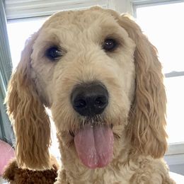 Gracie - Goldendoodle