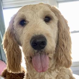 Gracie - Goldendoodle