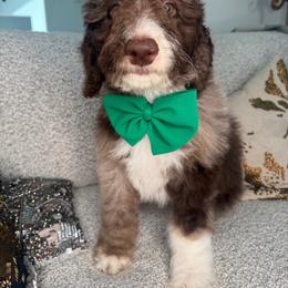 Green - Chocolate merle male Bernedoodle puppy in Curtice, Ohio from The Pink Doghouse